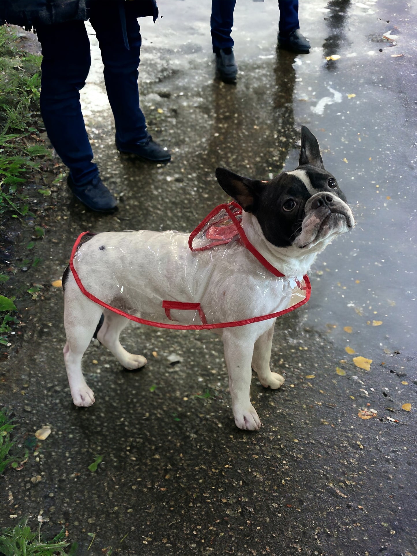 Raincoat - Red